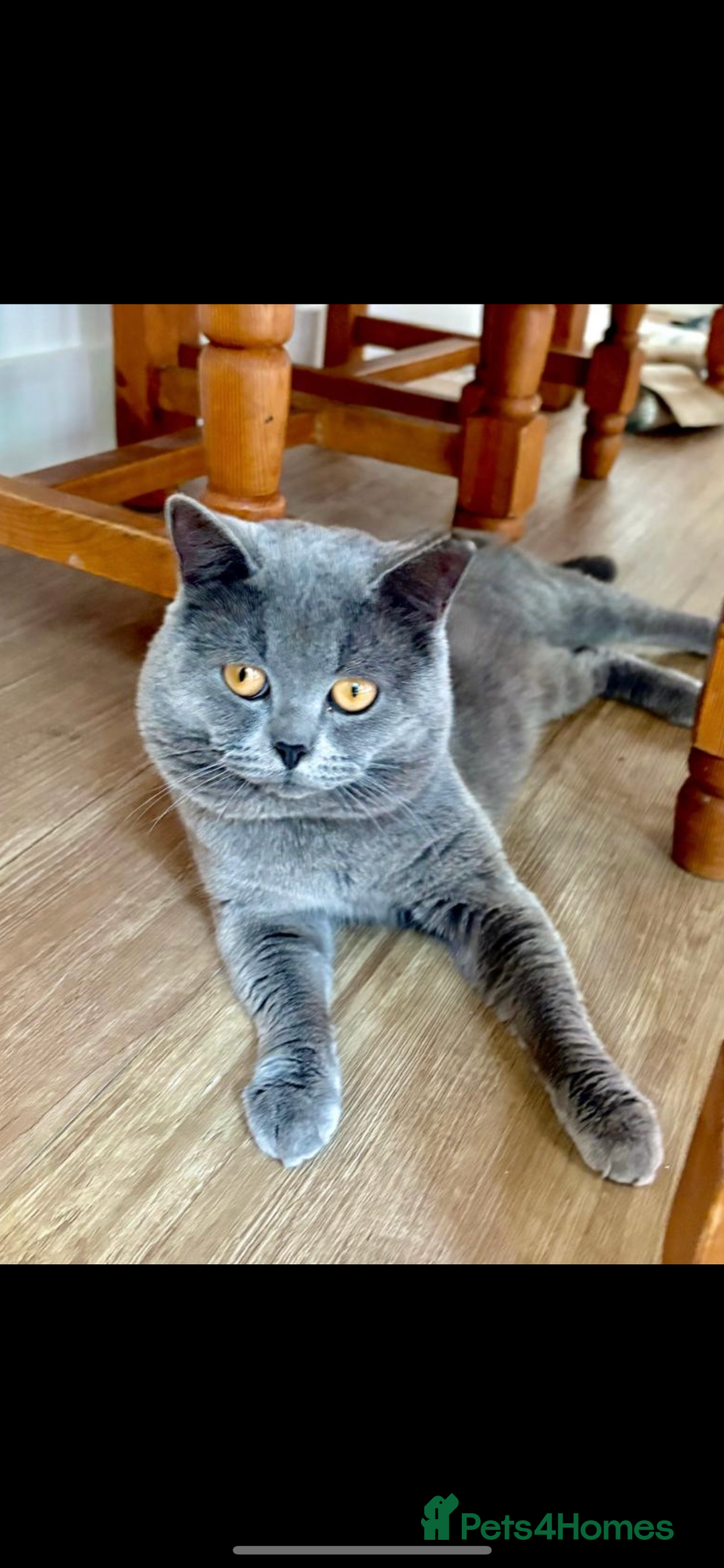 British Shorthair cats for sale: Lovely British blue boy  - Image 1