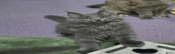 Maine Coon cats for sale: Beautiful gccf pet registered babies  - Advert 9