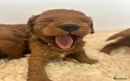 Cavapoo dogs for sale: F1 CAVAPOO BABIES 5🌟LICENSED BREEDER  - Image 14