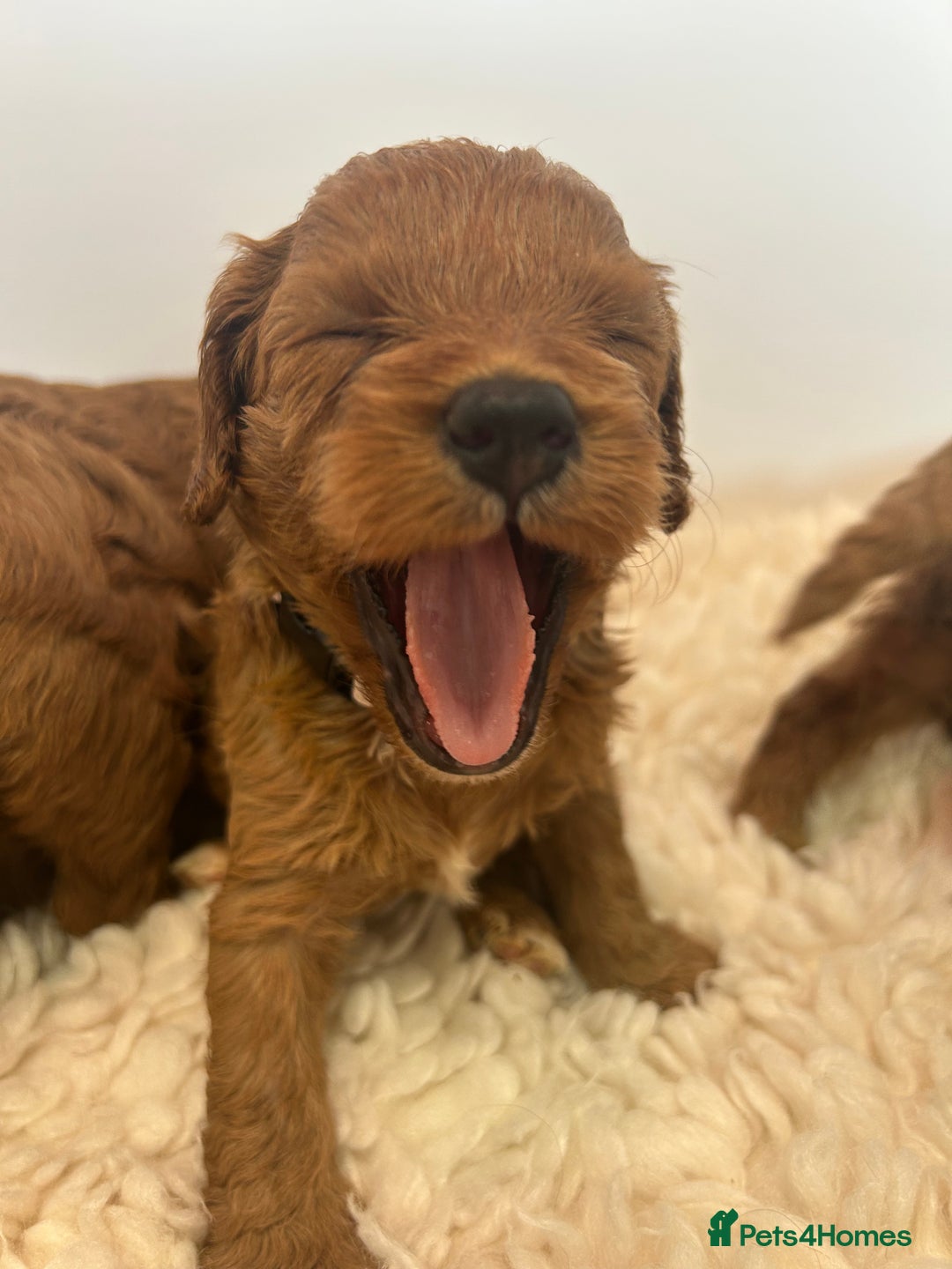 Cavapoo dogs for sale: F1 CAVAPOO BABIES 5🌟LICENSED BREEDER  - Image 14
