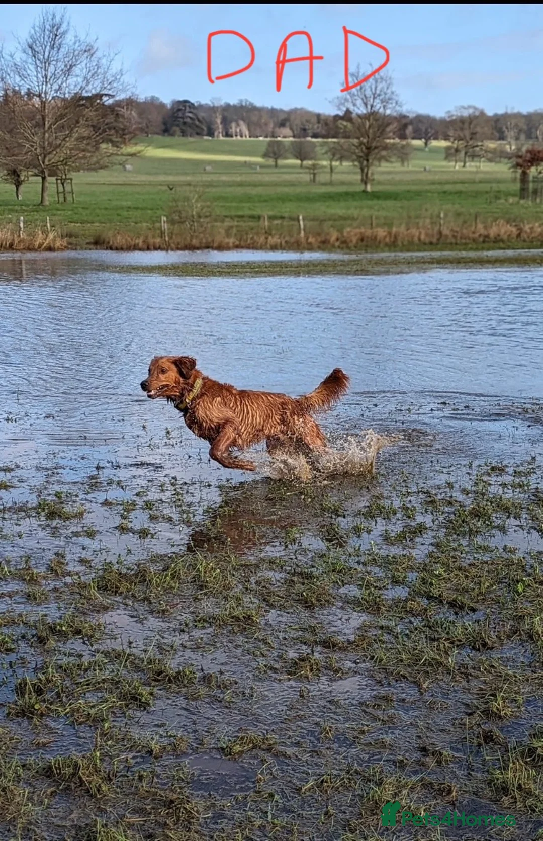 Golden Retriever dogs for sale: KC REGISTERED GOLDEN RETRIEVER PUPPY  - Advert 8