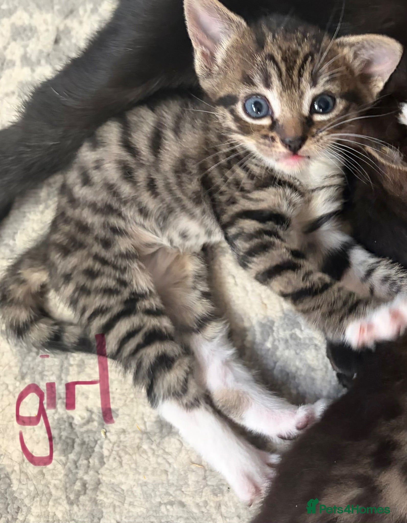 Mixed Breed cats Bengal x  - Advert 22