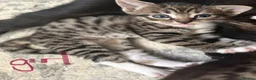 Mixed Breed cats for sale: Bengal x girl left ready 28th - Advert 7