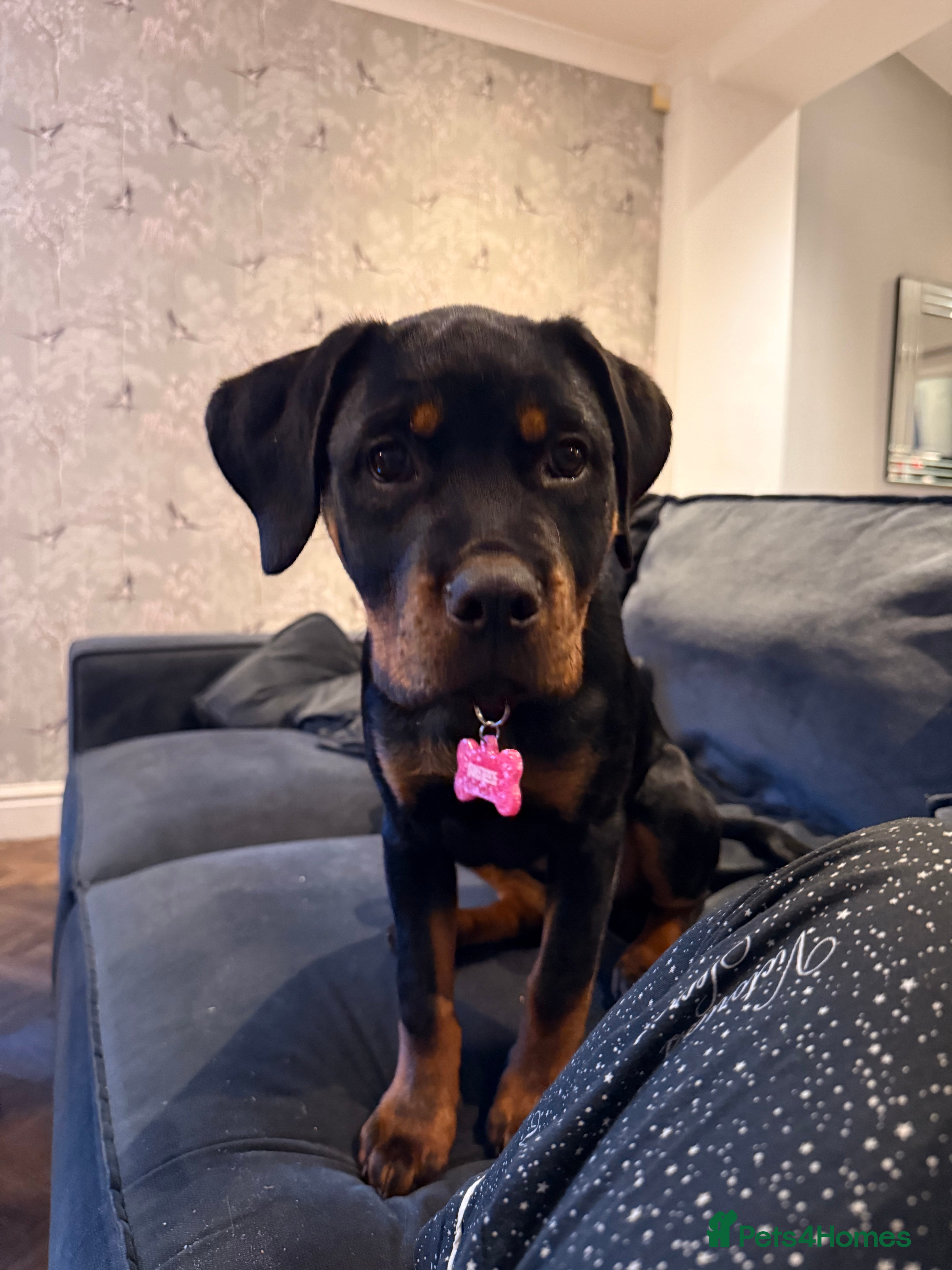 Rottweiler dogs Rae the Rottweiler - Advert 8