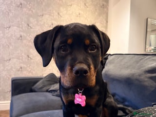 Rottweiler dogs Rae the Rottweiler - Advert 1