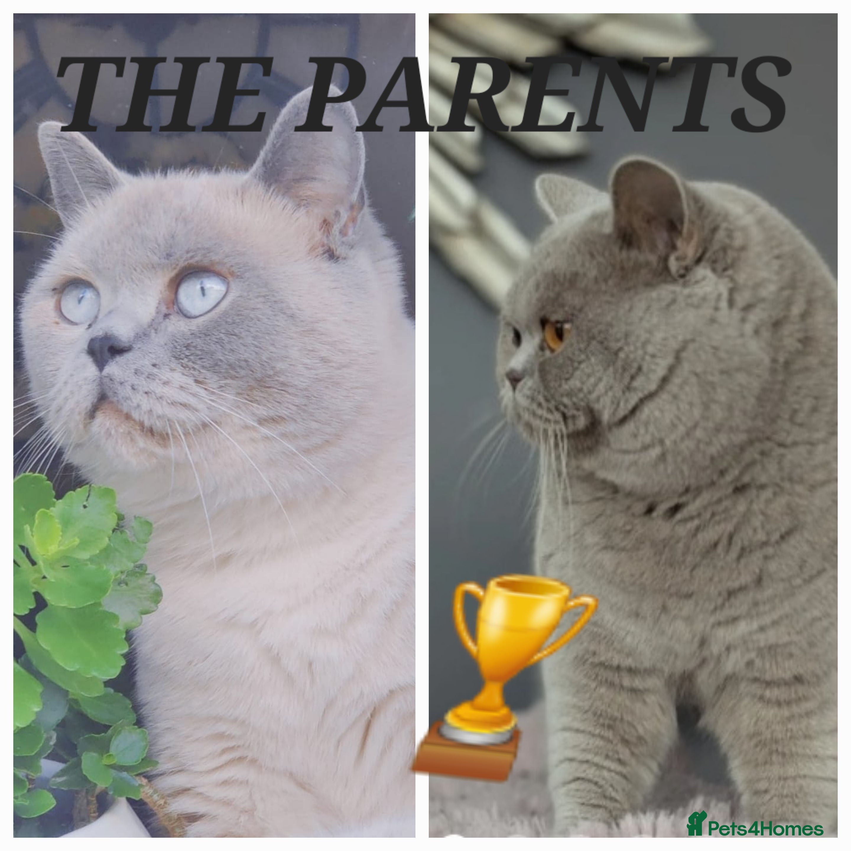 British Shorthair cats for sale: IMPECCABLE🏆CH SIRED GCCF REGISTERED KITTENS! - Advert 1