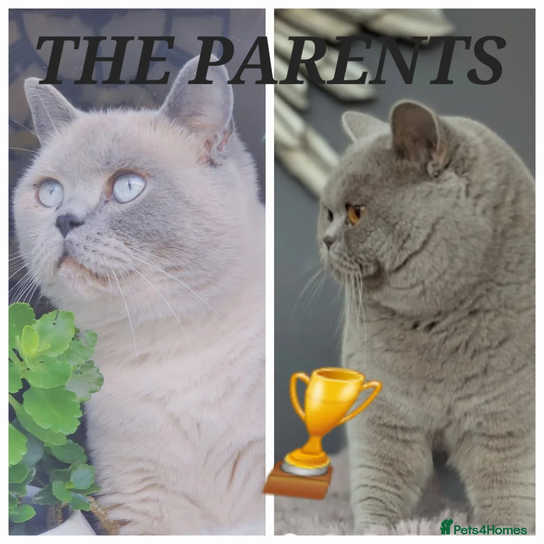 British Shorthair cats for sale: IMPECCABLE🏆CH SIRED GCCF REGISTERED KITTENS! - Advert 1