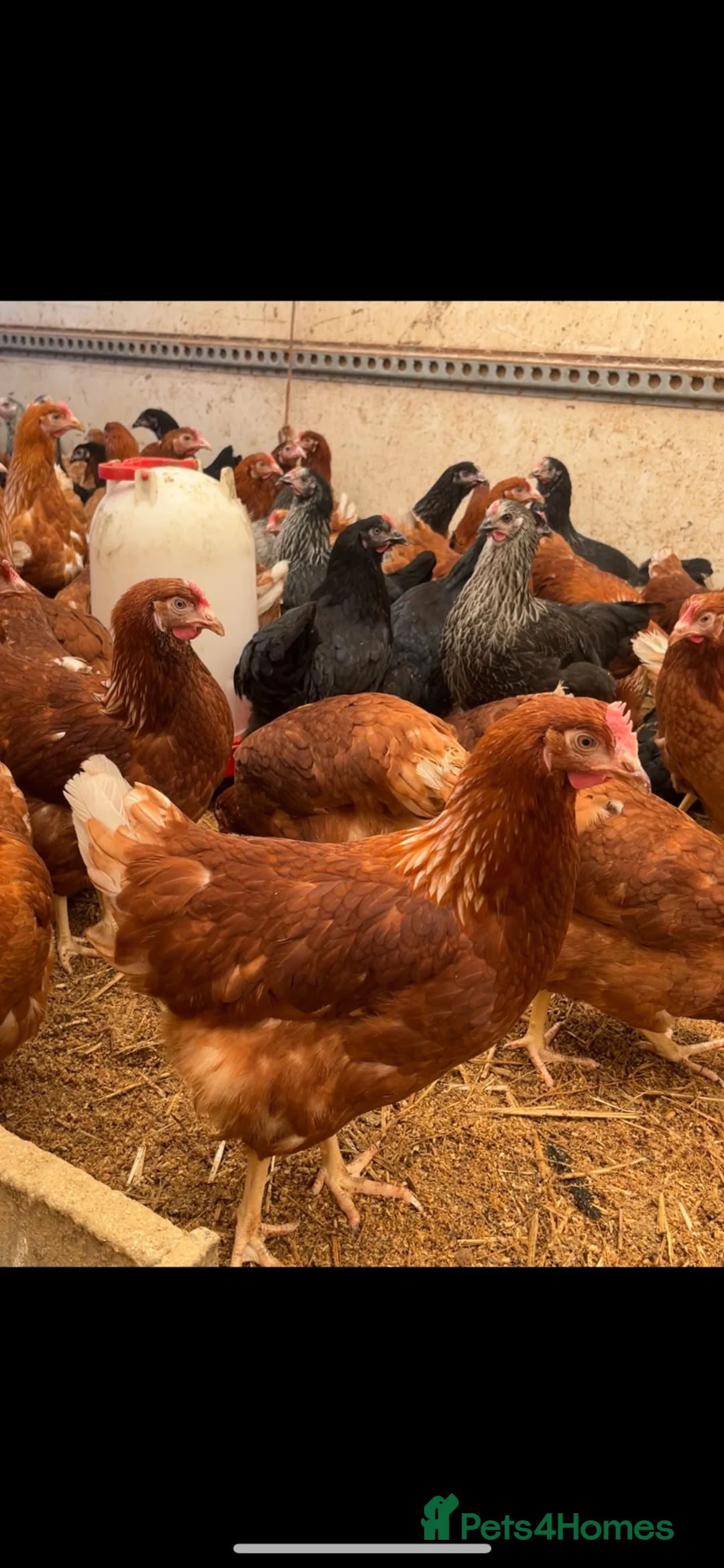 Chickens poultry for sale: Pol lohmann browns/warrens 18 weeks  - Advert 1