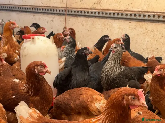 Chickens poultry Pol lohmann browns/warrens 18 weeks - Advert 2