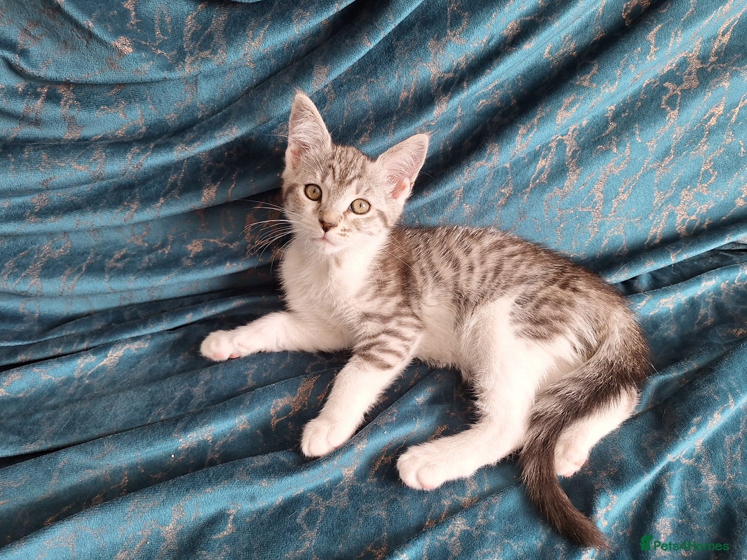 Maine Coon cats for sale: Maine Coon cross breed kittens 😸 😍  - Image 9