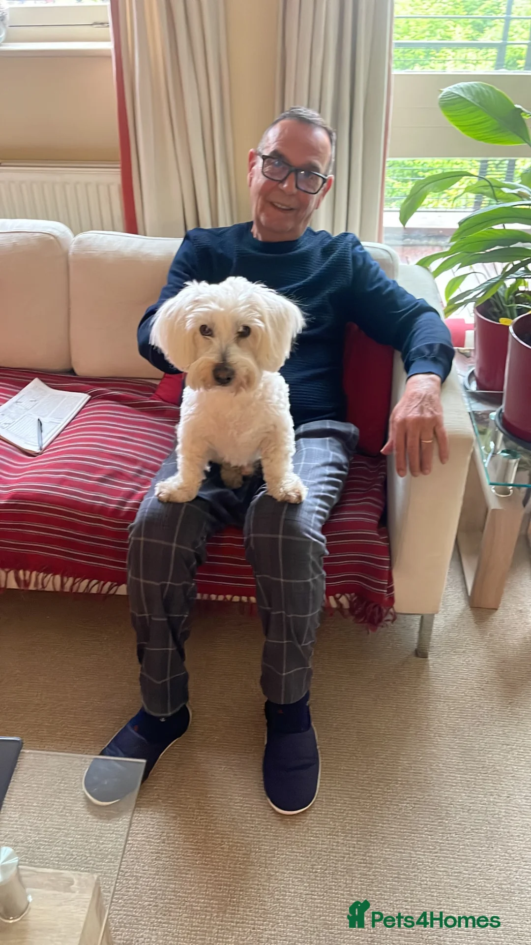 Coton De Tulear dogs for stud: Roger the dodger, available at studs.  - Advert 18