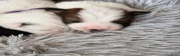 Border Collie dogs for sale: Stunning Show line puppies,various colours  - Advert 12