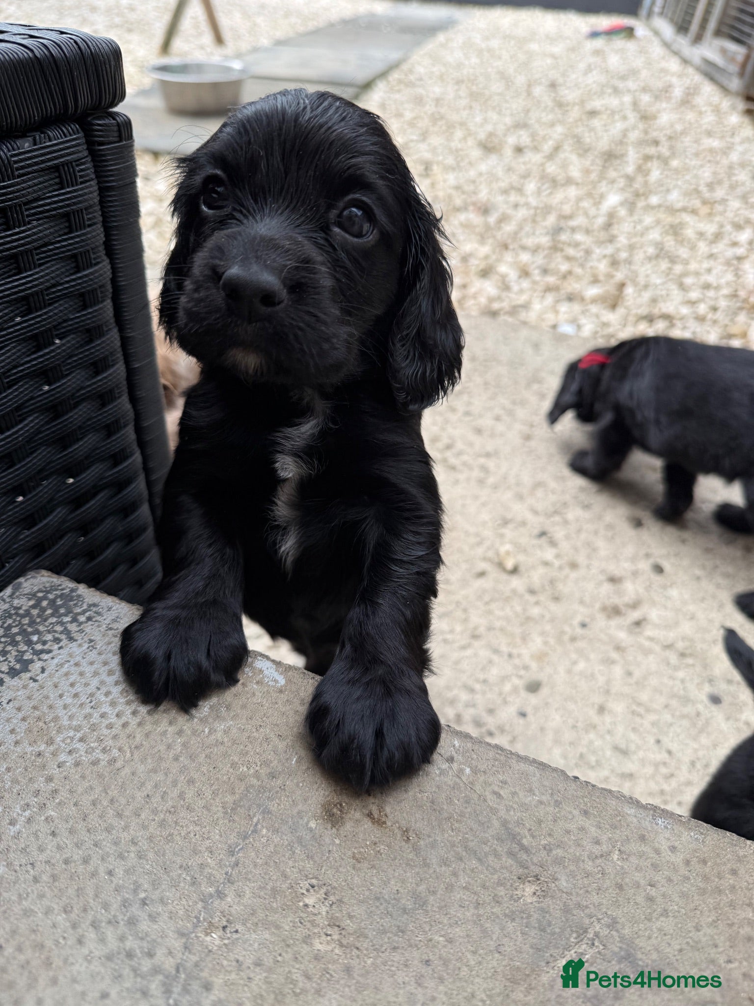 Cocker Spaniel dogs Cocker spaniels  - Advert 1