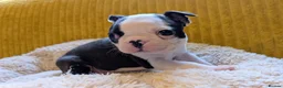 Boston Terrier dogs for sale: Adorable KC reg Boston Puppies  - Advert 7
