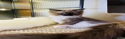 Ragdoll cats for sale: Quality Ragdoll Kittens 🩷 Ready Now  - Advert 6