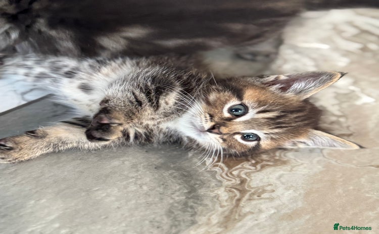 Munchkin cats - Advert 1