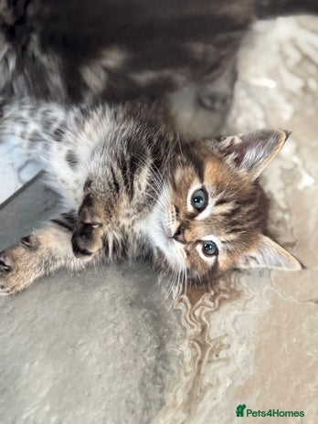 Munchkin cats - Advert 1