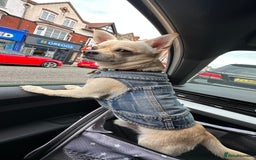 Chihuahua dogs for stud: Male chihuahua  - Image 3