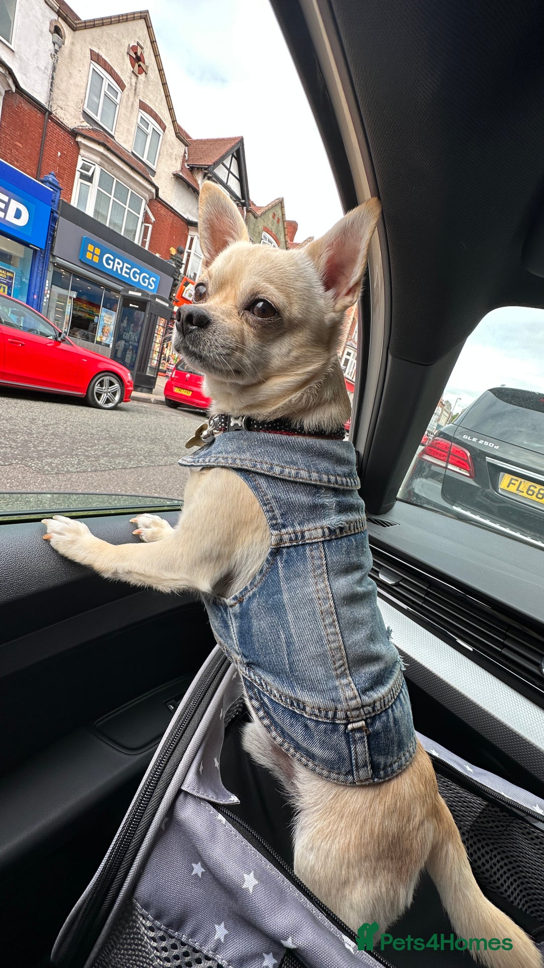 Chihuahua dogs for stud: Male chihuahua  - Image 3