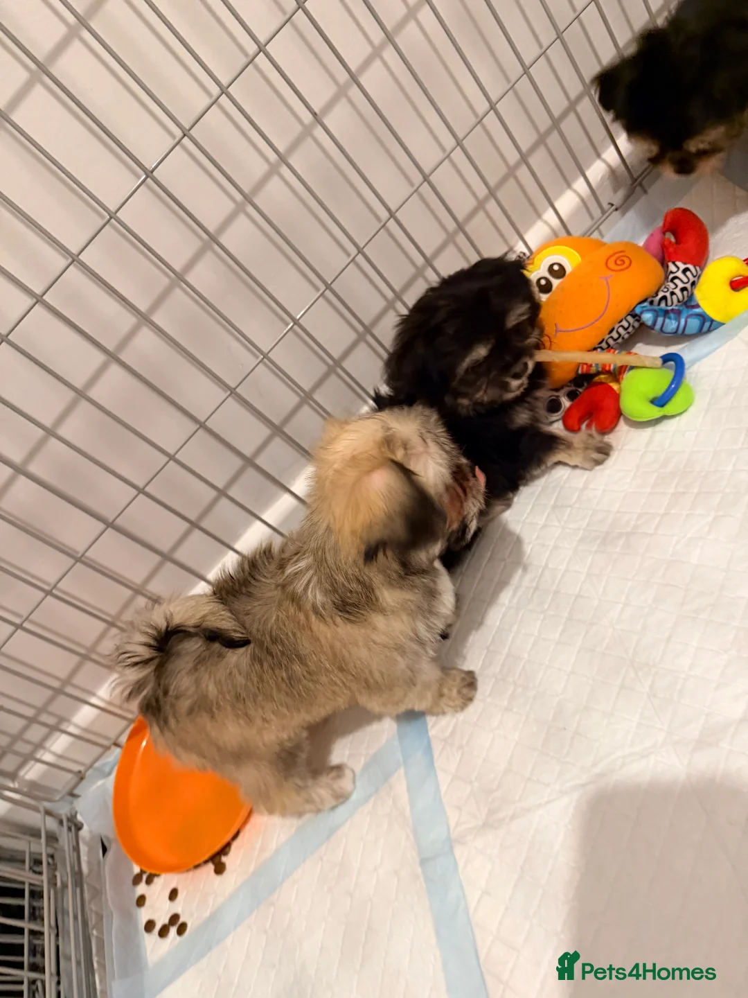 Mixed Breed dogs for sale: Ready now Malchi fluffy puppies  - Advert 14