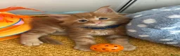 Maine Coon cats for sale: Stunning Red Kittens TICA reg  - Advert 20