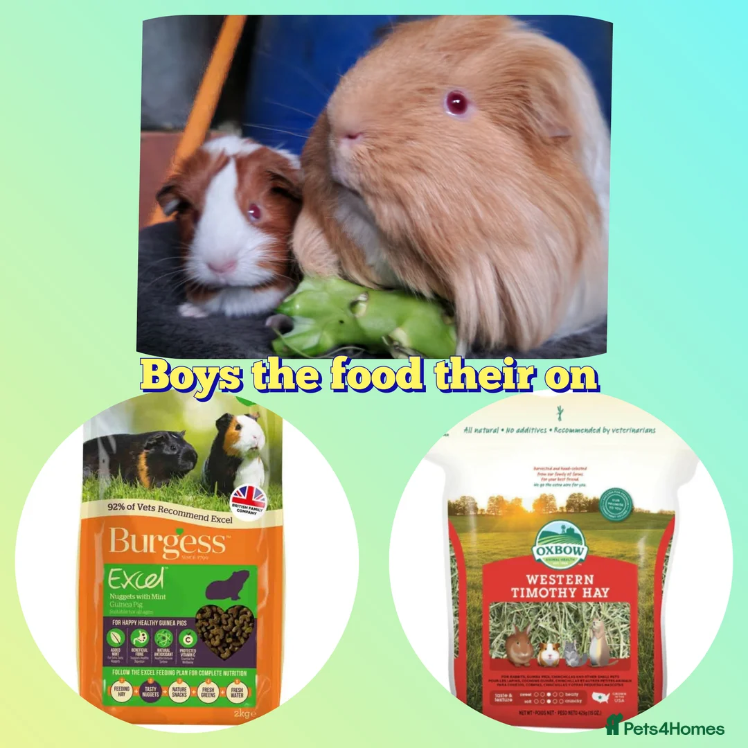 Guinea Pig rodents for sale: Two bond boys will be ready on 6th march 26  - Advert 6