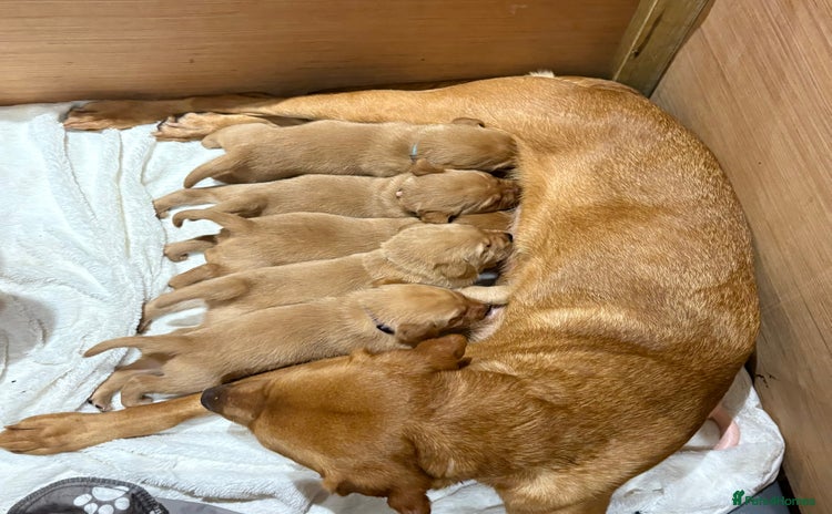 Labrador Retriever dogs - Advert 2
