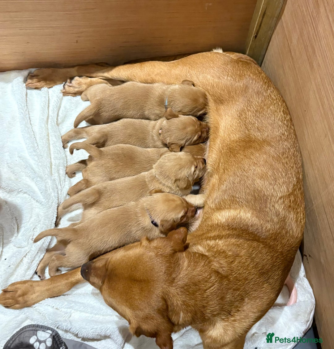 Labrador Retriever dogs for sale: Beautiful kc registered fox red labs - Image 1