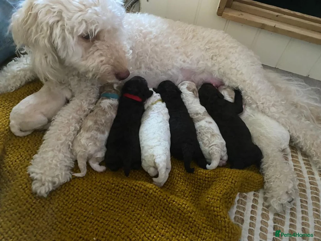 Miniature Poodle dogs for stud: Miniture Poodle for stud - SHORT NOTICE AVAILABLE in Coalville - Advert 28