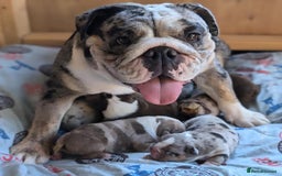 English Bulldog dogs for sale: 🐾 Adorable English Bulldog Puppies Ready! 🐾 - Image 7