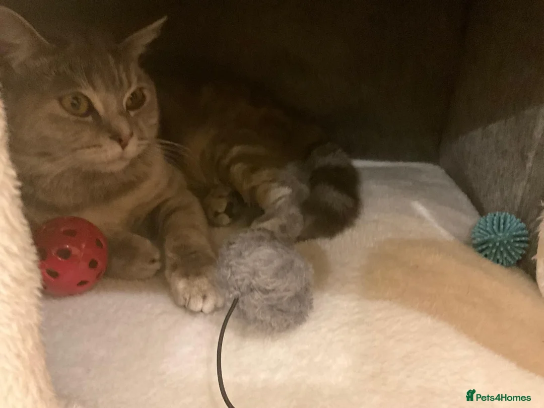 British Shorthair cats for sale: British Shorthair Female - Quick Sale in Rochdale - Advert 2