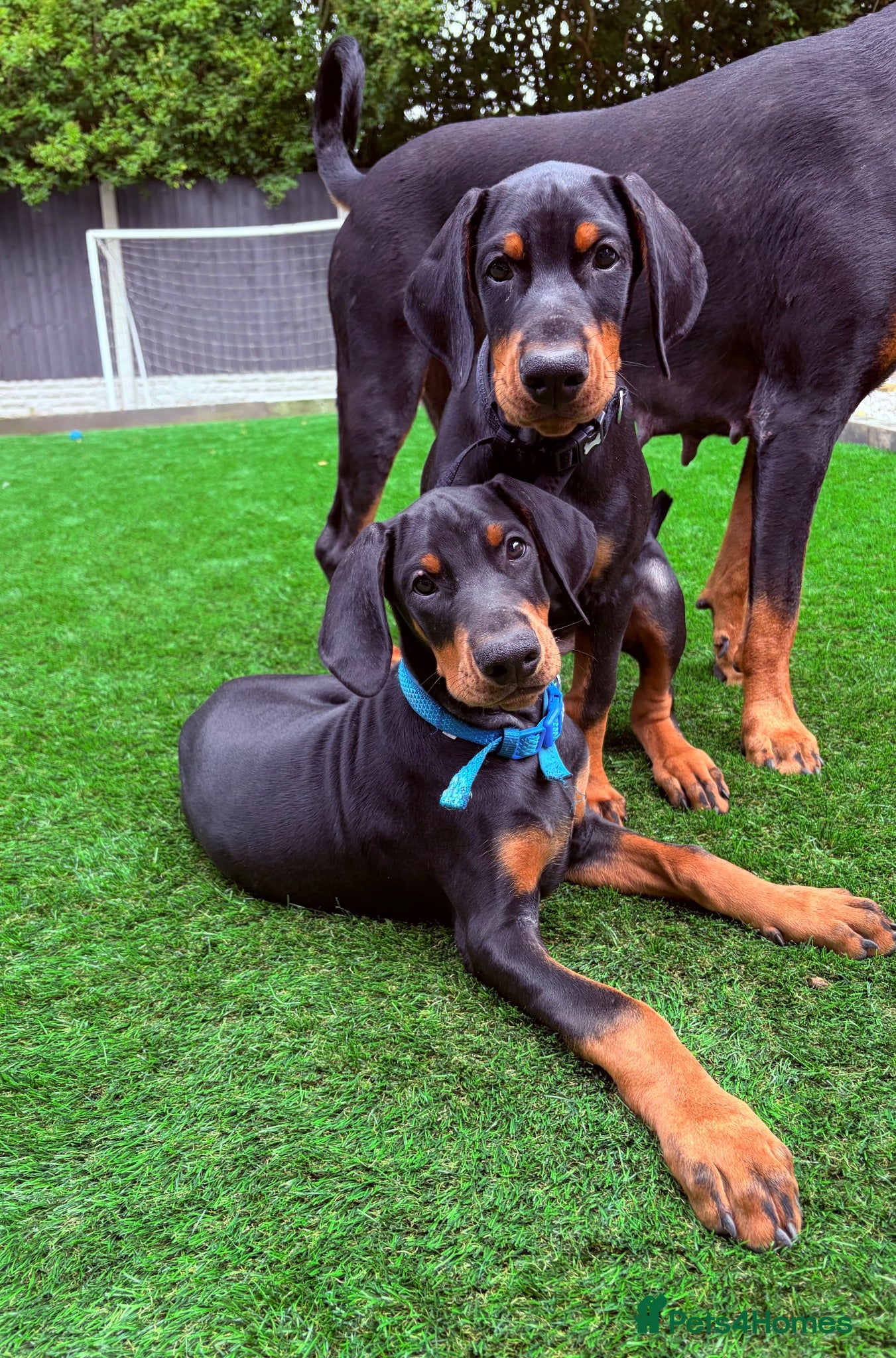 Dobermann dogs LAST KC REGISTERED - DOBERMAN PUPPY  - Advert 16