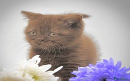 British Shorthair cats for sale: Cinnamon female British shorthair kitten - Image 5
