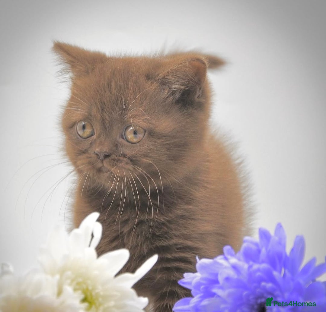 British Shorthair cats for sale: Cinnamon female British shorthair kitten - Image 5