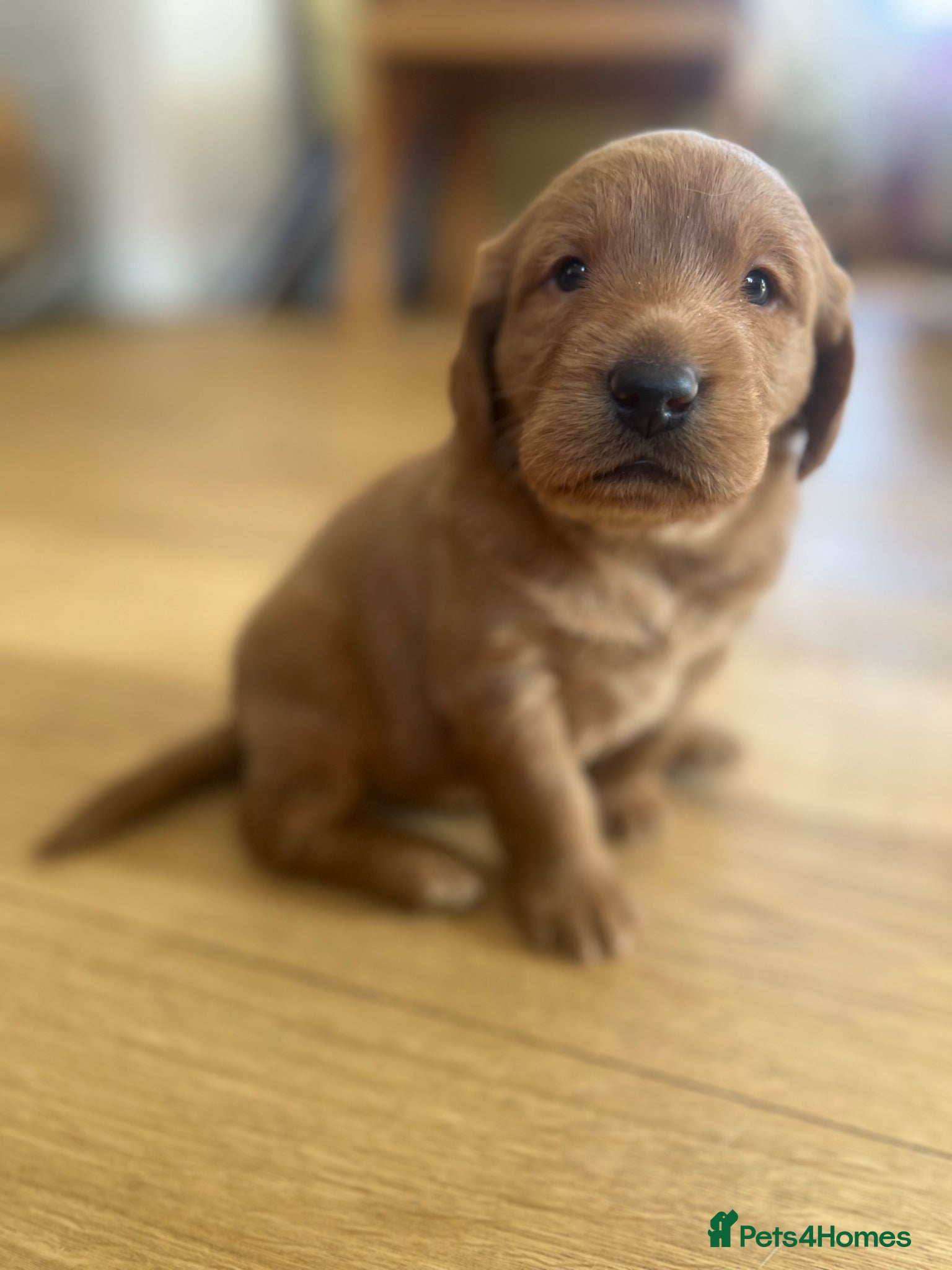 Labradoodle dogs Gorgeous Labradoodle Male Puppy - Advert 7