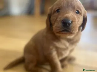 Labradoodle dogs Gorgeous Labradoodle Male Puppy - Advert 7