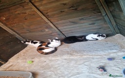 Mixed Breed cats for sale: Beautiful kittens for sale  - Advert 1