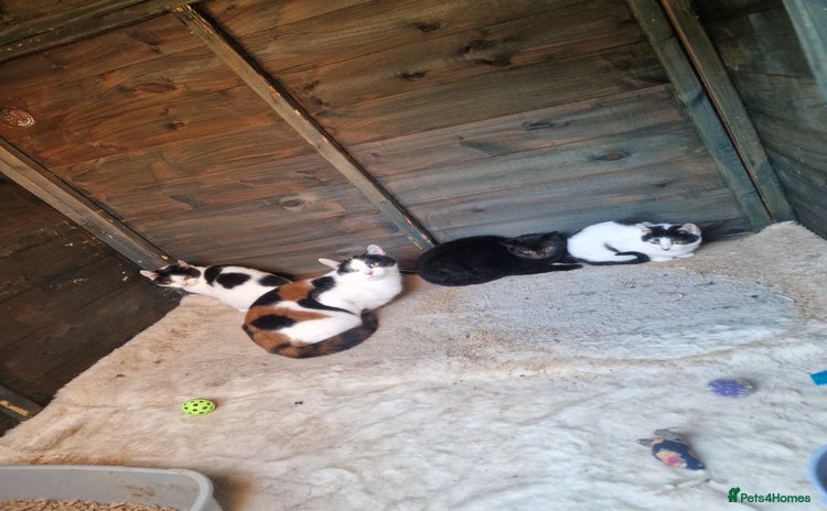 Mixed Breed cats Beautiful kittens for sale  - Advert 1