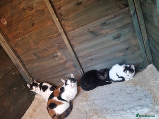 Mixed Breed cats Beautiful kittens for sale - Advert 6