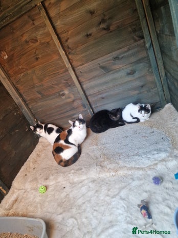 Mixed Breed cats Beautiful kittens for sale - Advert 1