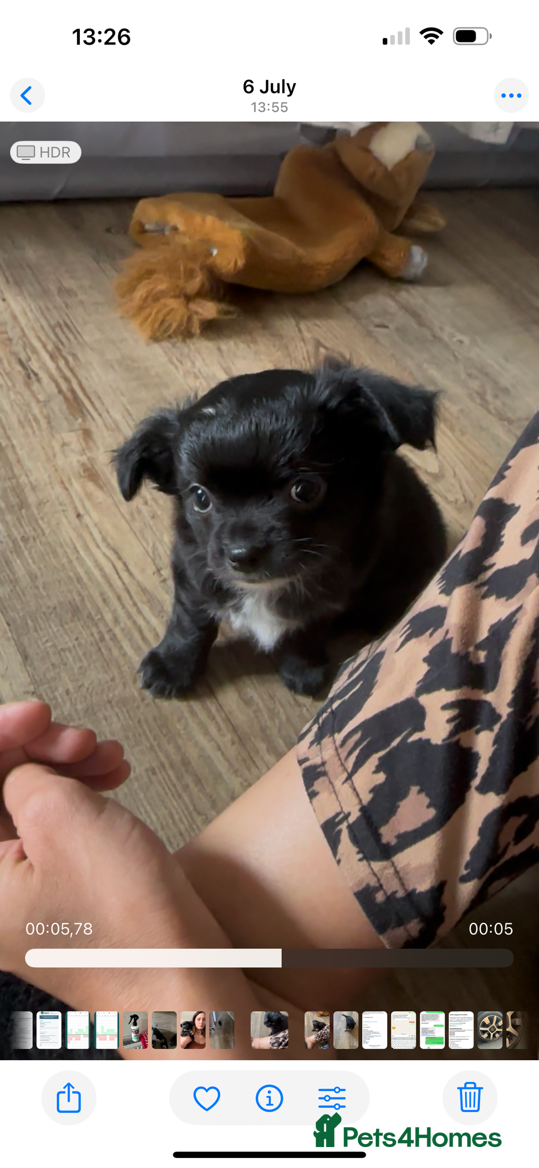Chihuahua dogs for sale: The most adorable chihuahua boy I’ve ever seen  - Image 5