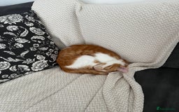 Mixed Breed cats for sale: Playful ginger cat looking for loving home - Image 5