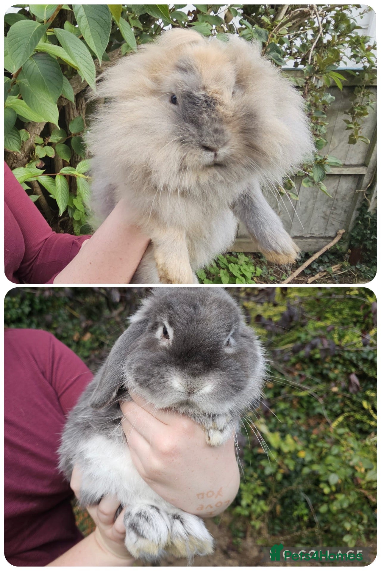 Mixed Breed rabbits Two lovely rabbits (mini lop / lionhead)  - Advert 7