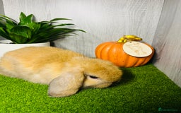 Mini Lop rabbits for sale: 🐰 Pedigree purebred Miniture Lop Kits 🐰 - Image 10