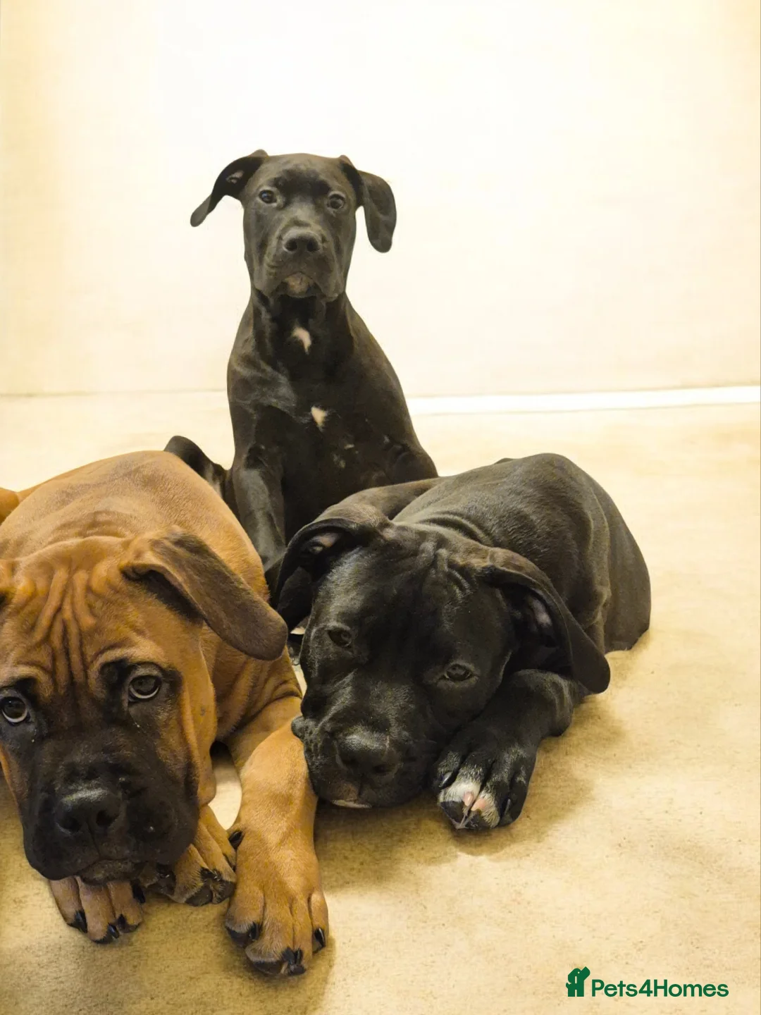 Mixed Breed dogs for sale: Bullmastiff Cross Puppies  - Advert 19