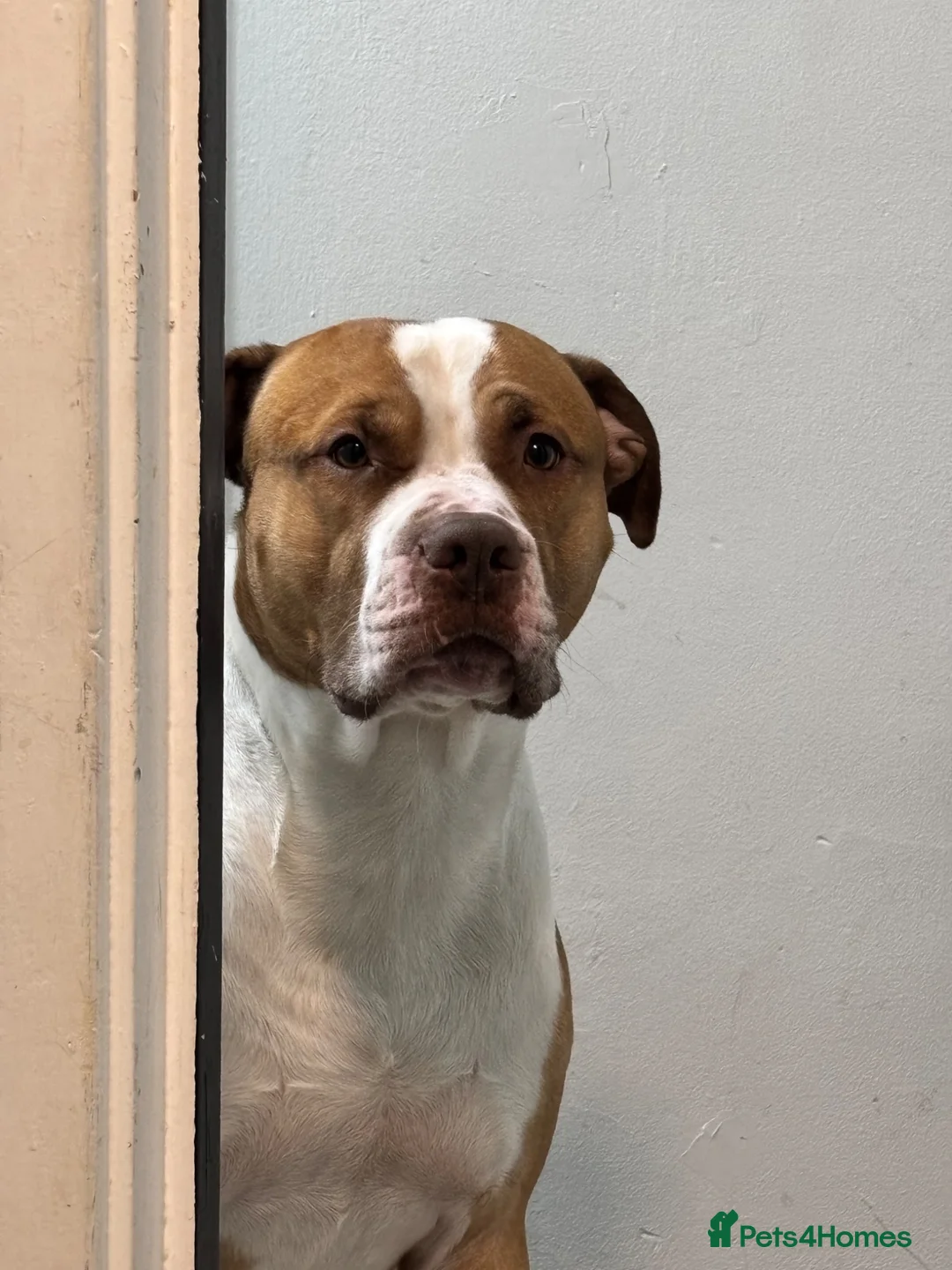 Mixed Breed dogs for sale: Cosmo - mixed breed - Advert 2