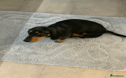 Chiweenie dogs for sale: Ready Now Chiweenies pups - Image 5