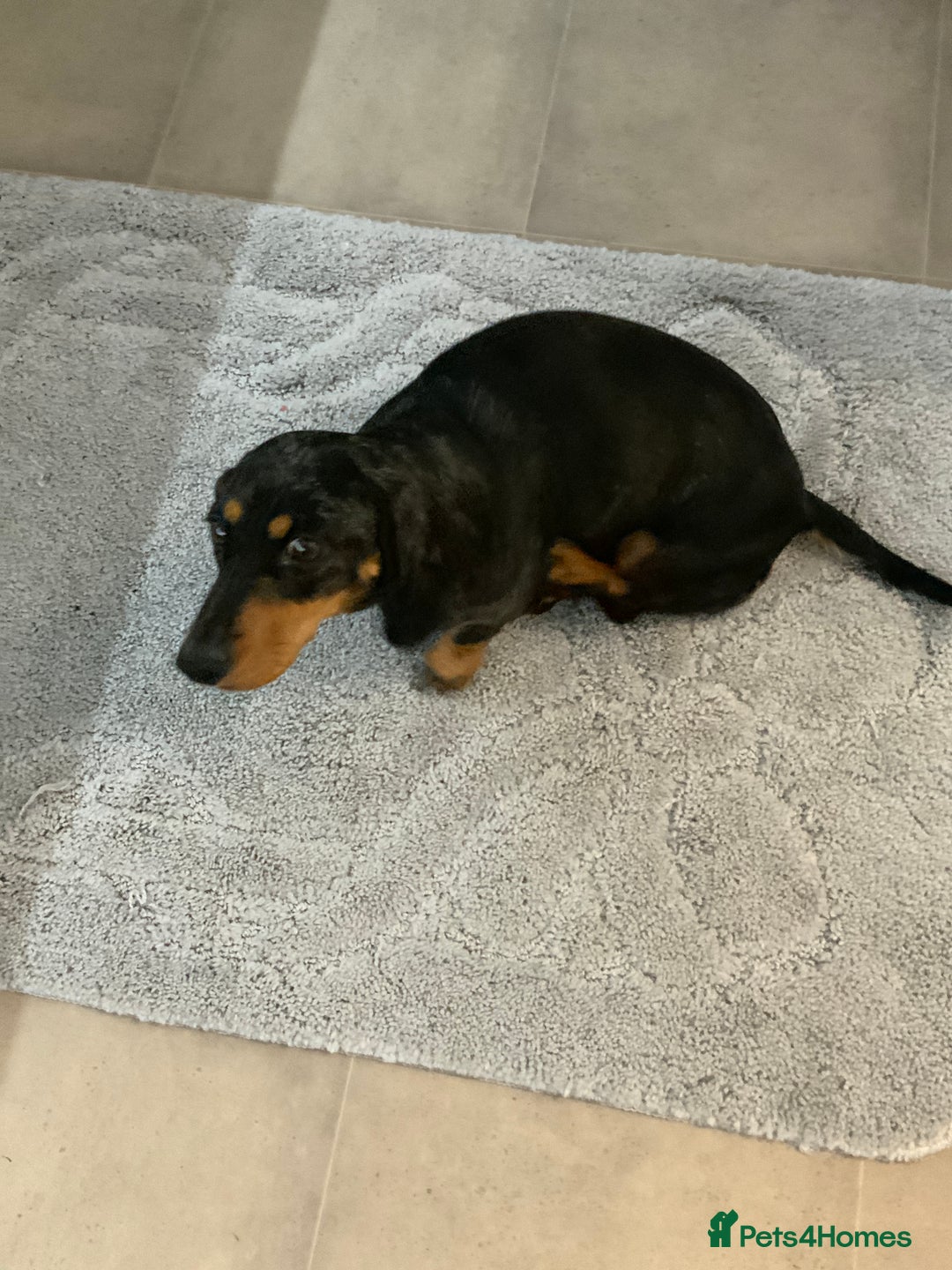 Chiweenie dogs for sale: Ready Now Chiweenies pups - Image 5