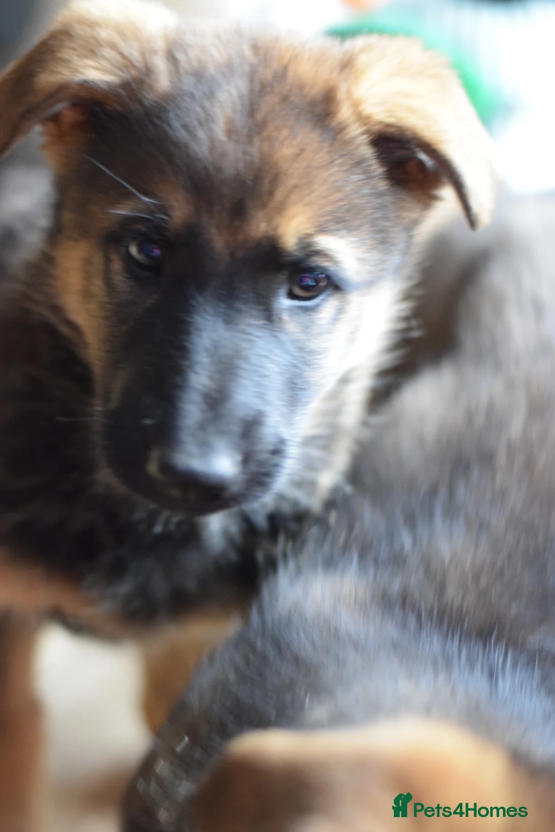 German Shepherd dogs for sale: Shorthaired German Shepherd  - Advert 1