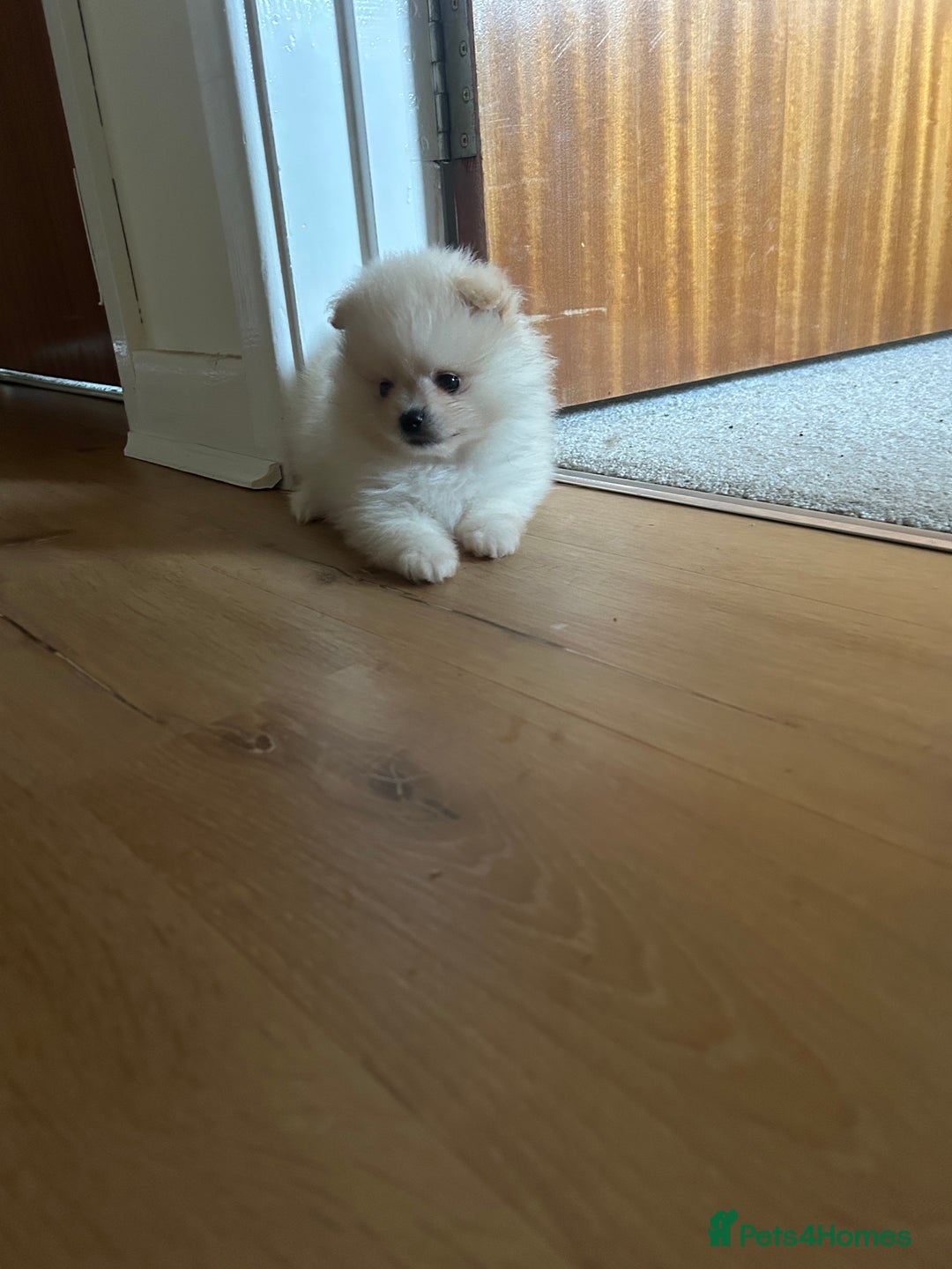 Pomeranian dogs for sale: Ready now***tiny teddy faced Pomeranian baby’s.  - Advert 12